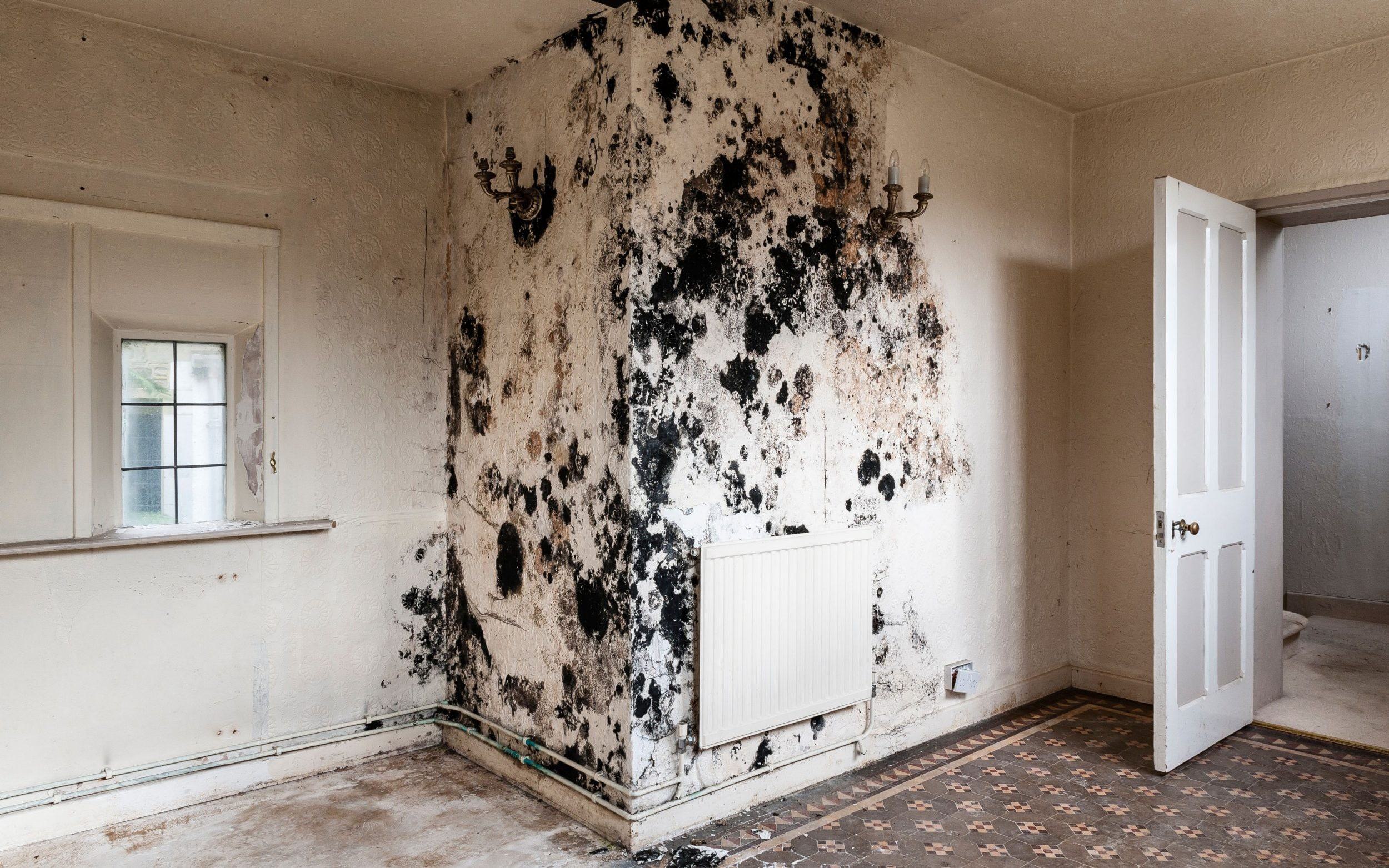 Mouldy Room Example
