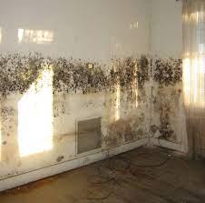 Mouldy Wall Example
